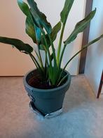 Strelitzia, Tuin en Terras, Ophalen