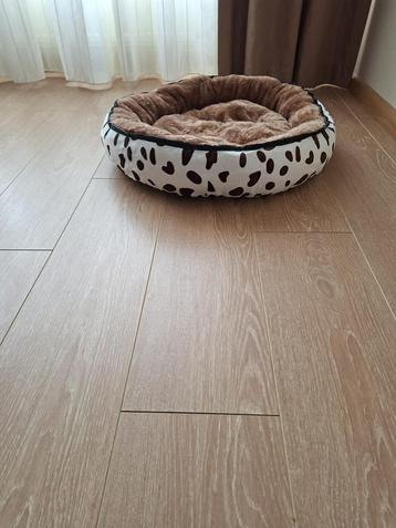 Prachtige mooie honden mand beschikbaar voor biedingen