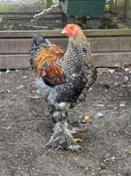 Mooie lieve Brahma haan (april 2025), Dieren en Toebehoren, Pluimvee, Mannelijk, Kip