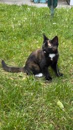 11 weken jong lapjes-poesje., Dieren en Toebehoren, Katten en Kittens | Overige Katten, Poes, Kortharig, 0 tot 2 jaar