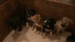 Puppy’s, Reu, 8 tot 15 weken, Meerdere, Nederland