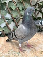 Canaria pieper, Dieren en Toebehoren, Vogels | Duiven, Geslacht onbekend, Kropper