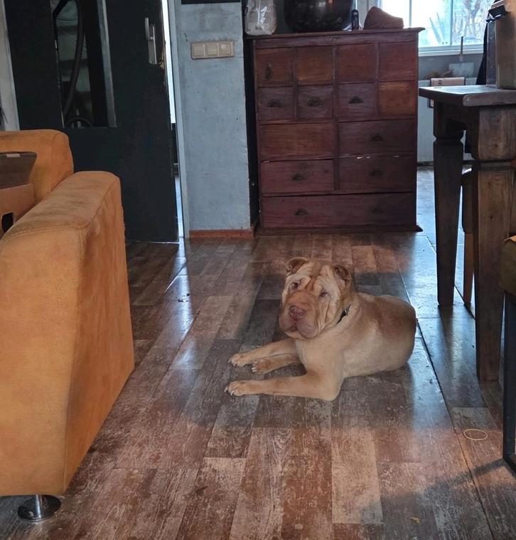 Lieve sharpei reu, Dieren en Toebehoren, Honden | Bulldogs, Pinschers en Molossers, Reu, Overige rassen, Particulier, Eén hond