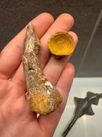 Grote Onchopristis tand met wervel - 8cm, Ophalen of Verzenden, Fossiel
