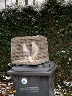 2 jonge voorburgse schildkroppers, Meerdere dieren, Postduif