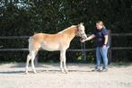 Prachtige en lieve Haflinger hengstveulens, Dieren en Toebehoren, Minder dan 160 cm, Gechipt, 0 tot 2 jaar, Hengst