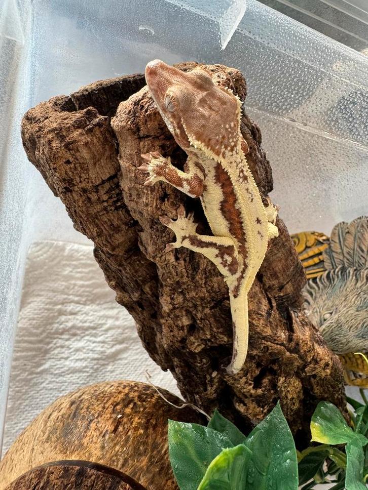 1.0 Jonge Frapuccino man, Dieren en Toebehoren, Reptielen en Amfibieën, Hagedis, 0 tot 2 jaar, Tam