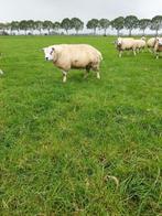 dekram Texelaar, Mannelijk, Schaap, 0 tot 2 jaar