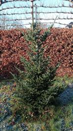 Kerstboom kerstbomen te koop, Ophalen, Nieuw