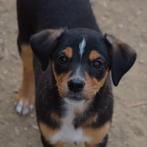 GaGa Animal Care - CAITLIN (kan al snel naar NL komen), Dieren en Toebehoren, Honden | Niet-rashonden, Particulier, Rabiës (hondsdolheid)
