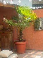 Palm, Ophalen, Bloeit niet, Overige soorten, Volle zon