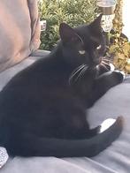 2 katten zoeken warm huis, Dieren en Toebehoren, Katten en Kittens | Raskatten | Korthaar, Poes