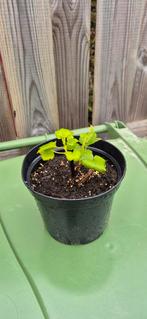 Rode ribes stek, Tuin en Terras, Planten | Tuinplanten, Ophalen, Zomer, Eenjarig, Volle zon