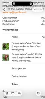 2 x kersenboom laagstam 3-4m GRATIS, Ophalen, Lente