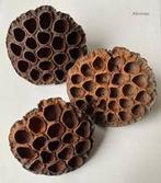 Lotus pods, Ophalen of Verzenden, Nieuw, Sierelement