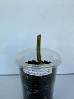 Philodendron melanochrysum (2), Ophalen of Verzenden, Overige soorten, Minder dan 100 cm