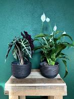 2 planten inclusief pot; alocasia skeletplant & lepelplant, Ophalen of Verzenden, Halfschaduw, Minder dan 100 cm
