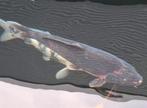Dragon koi 53 cm, Karper of Koi