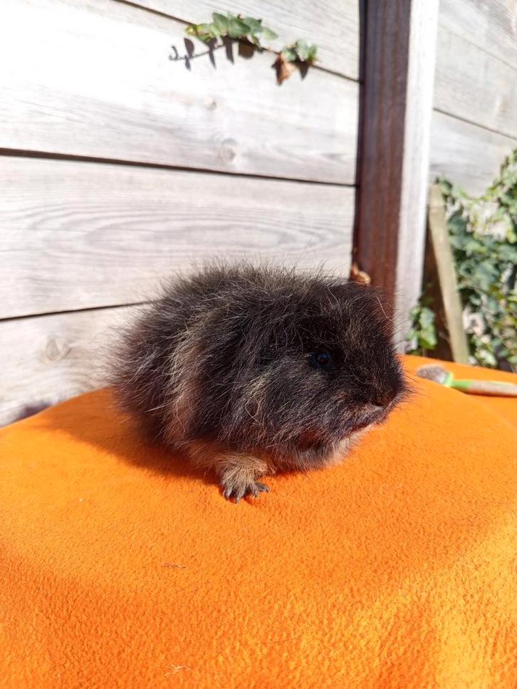 Te koop: Beer - CH Teddy (Zwart Créme), Dieren en Toebehoren, Knaagdieren, Mannelijk, Cavia, Juni, Tam