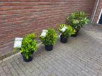 Rhododendron, Ophalen, Rhododendron, Minder dan 100 cm