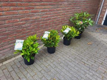 Rhododendron beschikbaar voor biedingen
