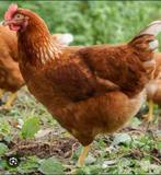 Broedeieren legkip, Geslacht onbekend, Kip