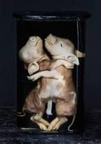Gezocht! Dieren met Afwijkingen op Sterk Water, Antiek en Kunst, Ophalen of Verzenden