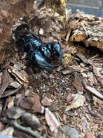 Aziatische boschorpioenen, 0 tot 2 jaar