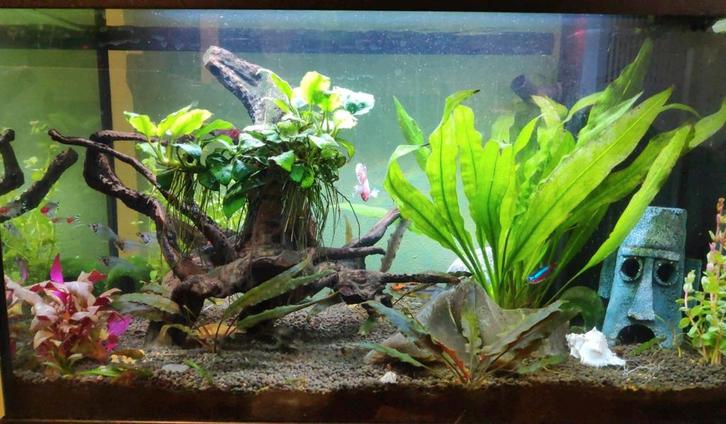 Juwel Aquarium 60 liter compleet – met CO₂ set & accessoire, Dieren en Toebehoren, Vissen | Aquaria en Toebehoren, Zo goed als nieuw