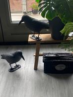 Tuin en terras, Dieren en Toebehoren, Meerdere dieren, Tropenvogel