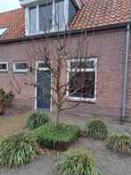 Pyrus 'Conference' oude fruitboom evt. met cortenstale bak, Ophalen, Overige typen, Minder dan 2 meter