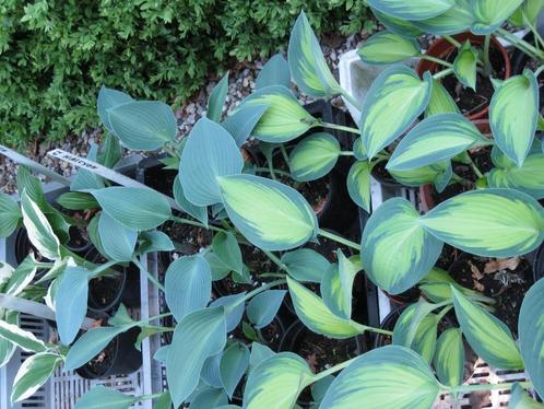 HOSTA (>70 soorten) etc. Straatverkoop, elke/hele dag open!, Tuin en Terras, Planten | Tuinplanten, Overige soorten, Halfschaduw