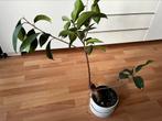 Ficus benjamina, Huis en Inrichting, Kamerplanten, Ficus, Ophalen of Verzenden