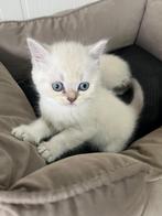 Britse korthaar kittens, Dieren en Toebehoren, Meerdere dieren, 0 tot 2 jaar