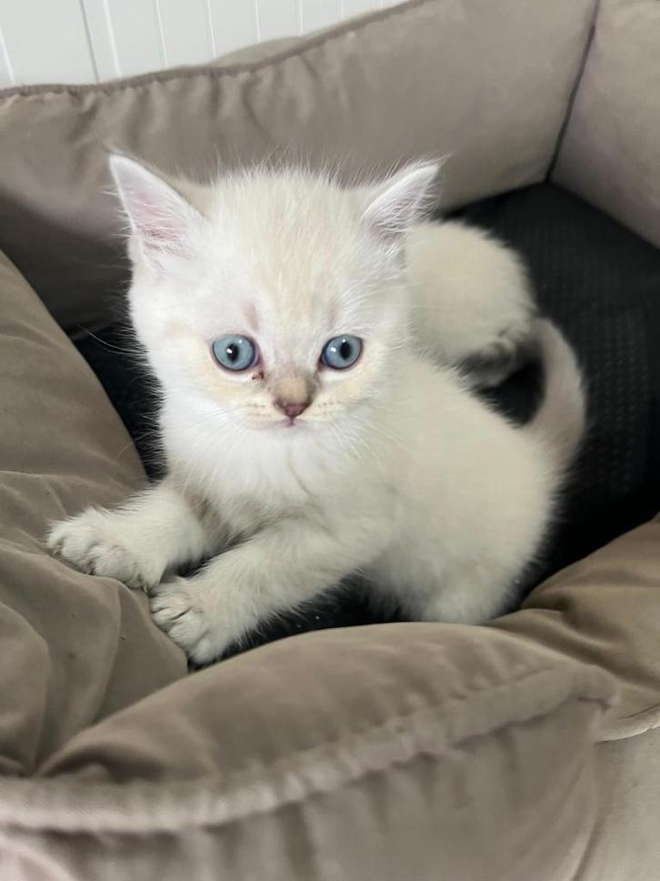 Britse korthaar kittens, Dieren en Toebehoren, Katten en Kittens | Raskatten | Korthaar, Meerdere dieren, 0 tot 2 jaar