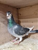 Late jonge doffer te koop, Dieren en Toebehoren, Vogels | Duiven, Mannelijk, Postduif