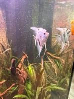 Maanvis dwergklauwkikker tetra molly kuhli algeneter, Vis, Zoetwatervis