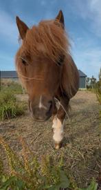 Shetlander ruin, Dieren en Toebehoren, Pony's, Ruin, A pony (tot 1.17m), Recreatiepony