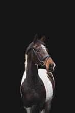 Te koop, 5 jarige merrie, Merrie, B, Gechipt, Dressuurpaard