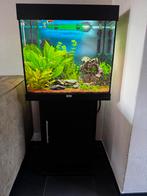 Juwel Lido 120 zwart compleet, Ophalen, Gebruikt, Gevuld zoetwateraquarium