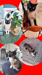 Siamese kittens verwacht, Dieren en Toebehoren, Katten en Kittens | Raskatten | Korthaar, Meerdere dieren