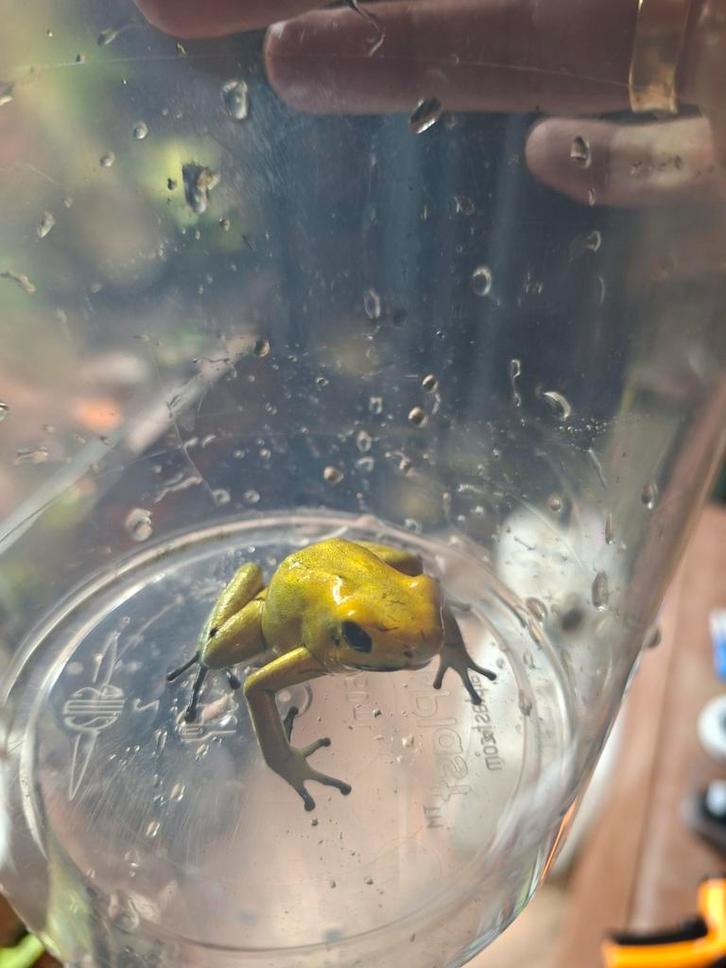 Phyllobates Terribilis, vermoedelijk 1.1.0 (koppel)