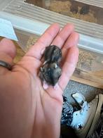 Hamster, Dieren en Toebehoren, Ophalen, Nieuw, Loopwiel of Rad