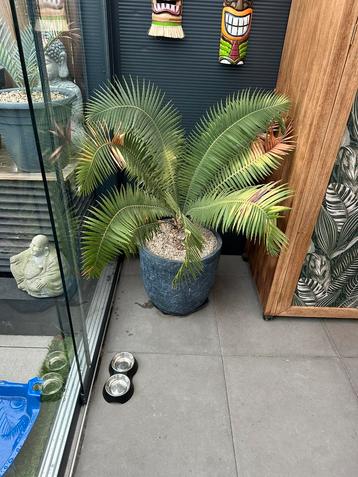 Cycas revoluta dioon spinulosum beschikbaar voor biedingen