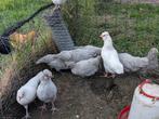 Araucana lavendel en wit, Dieren en Toebehoren, Meerdere dieren, Kip