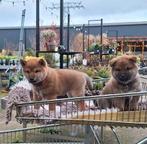 Shiba inu pups. 1 reu 1 teef rood, Dieren en Toebehoren, Honden | Poolhonden, Keeshonden en Oertypen, 8 tot 15 weken, Meerdere