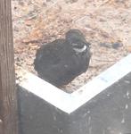Chinese dwergkwartel, Dieren en Toebehoren, Vogels | Overige Vogels, Mannelijk, Tropenvogel
