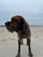 Oppasadres gezocht voor mijn hond Falco ijburg amsterdam, Dieren en Toebehoren, Ophalen, Gebruikt