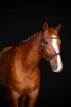 Lieve ruin te koop, Dieren en Toebehoren, Paarden, Ruin, Recreatiepaard