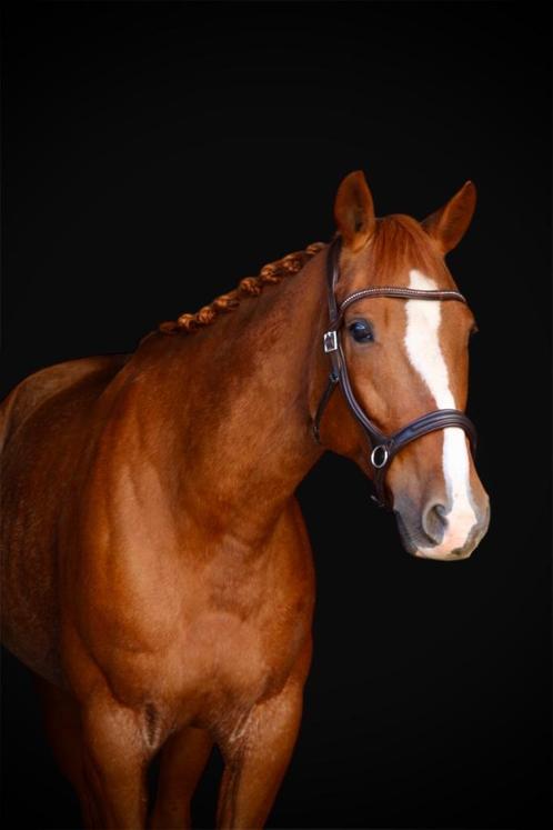 Lieve ruin te koop, Dieren en Toebehoren, Paarden, Ruin, Recreatiepaard